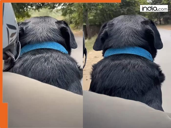 Rapido rider delivers dog as ‘Parcel’, Adorable video goes viral and ...