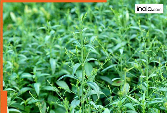 Why is Kalmegh called Mahatikta in Ayurveda and how does it help cleanse the liver naturally?