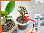 दोगुनी स्पीड से बढ़ेगा पौधा, बस ऐसे डाल दें DISPRIN की गोली, लेकिन सही मात्रा पता होना जरूरी