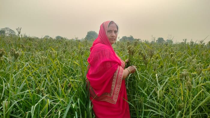 Strawberry and dragon fruit farming brought lakhs to Mantravati Shakya; Here's her story