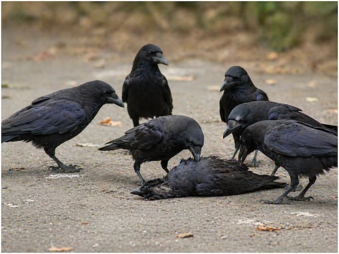 Who is most intelligent bird in the world