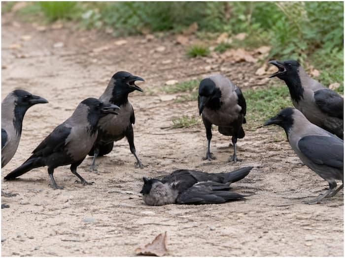 World Most intelligent birds