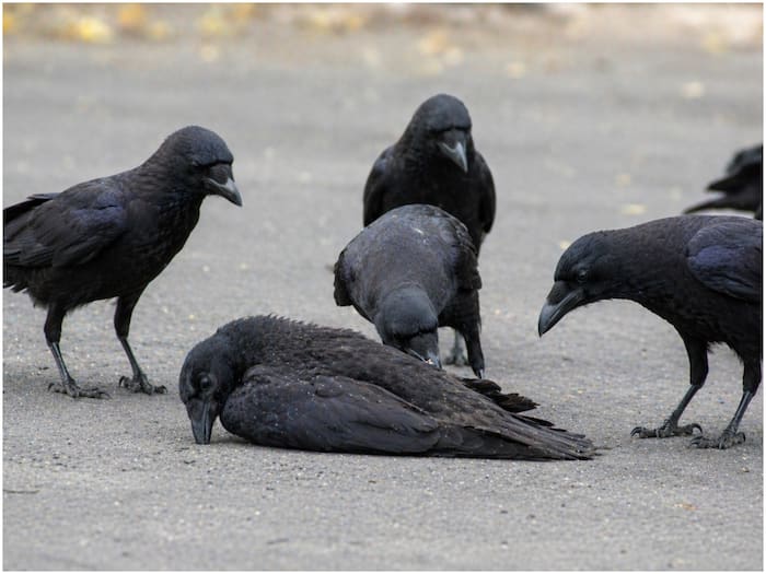 World most intelligent bird