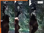 Animal Attack Video: जंगल में बंदे के पीछे ही पड़ गया भालू, पेड़ पर चढ़ा तो वहां भी आ धमका | हिला देगा ये वीडियो