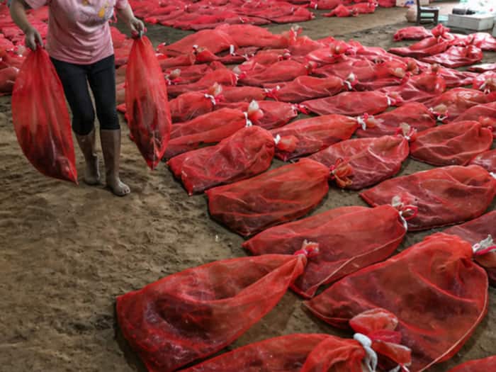 China Snakes Farming