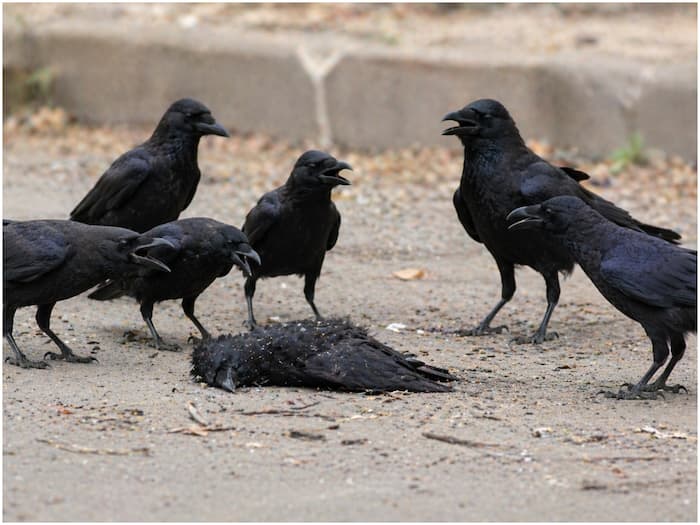 Crow brain power