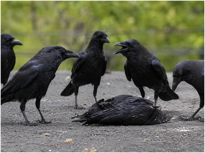Crow problem solving