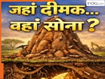 क्या दीमक की मिट्टी के टीले के नीचे होता है सोना ? वैज्ञानिकों ने कर दिया साबित... जानिए सच