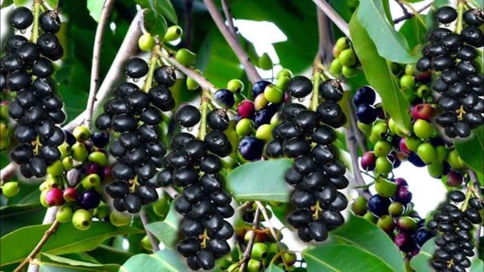 Jamun to control sugar blood level