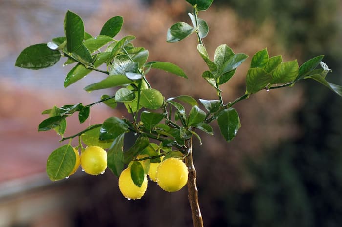 How to increase lemon plant growth