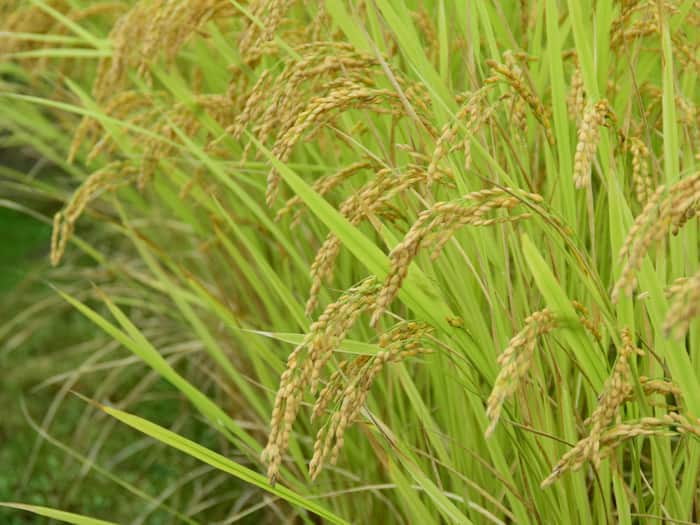 Nicolas Gauthier rice