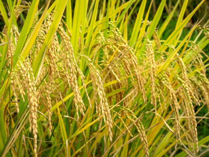 Rice disappearance India