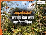 अचानक फटी धरती और बाहर आ गईं लाखों मधुमक्खियां! नजारा देख वैज्ञानिकों के उड़ गए होश