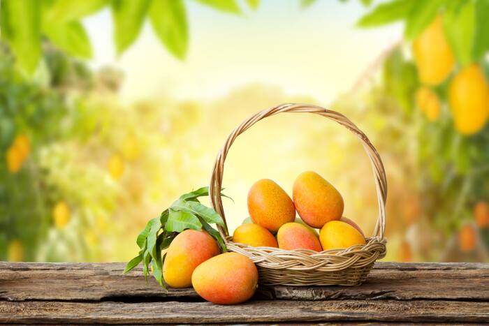 Should diabetic patients eat mango or not
