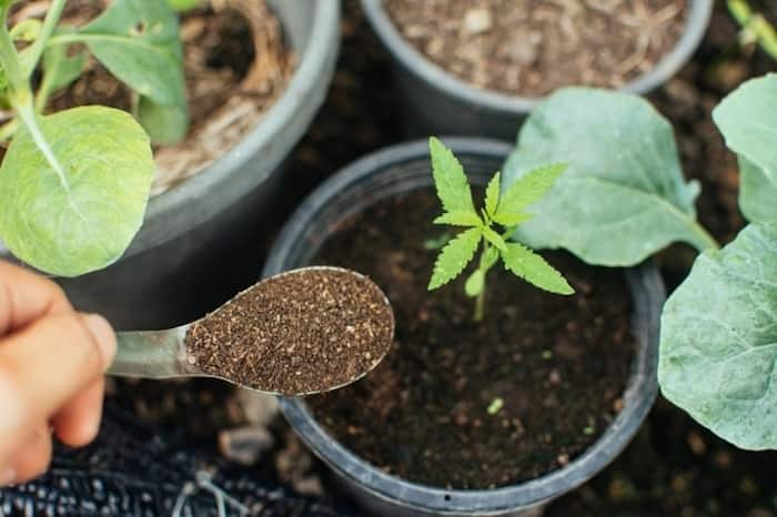 How to increase lemon plant growth