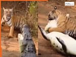 Bagh Aur Magarmach Ka Video: बाघ को धमकाने की गलती कर गया मगरमच्छ, ऐसा हाल हुआ सोच भी नहीं सकते | देखें वीडियो
