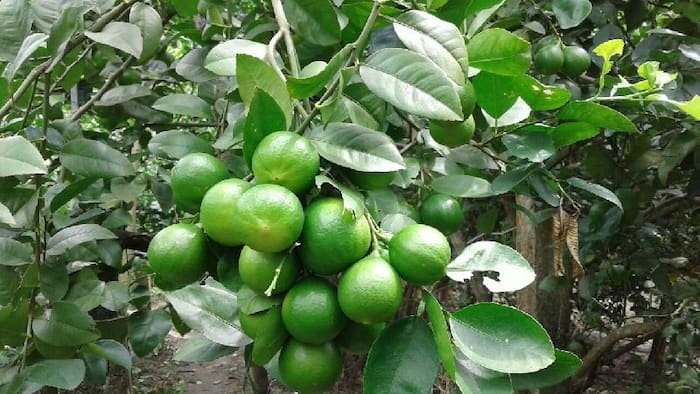 How to increase lemon plant growth