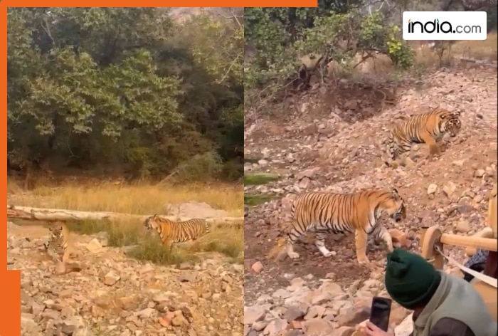 ‘Irresponsible’: Safari crowd moves close to tiger fight, raising serious safety concerns; internet reacts | Watch viral video