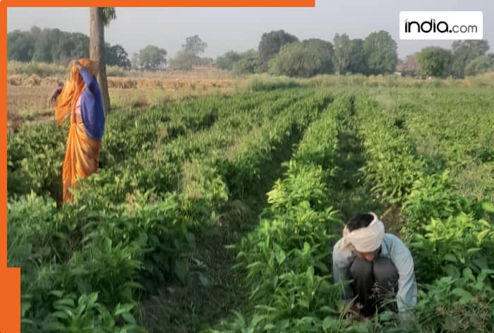 UP farmer becomes lakhpati under UP govt's 'Per Drop More Crop' campaign; here's how his annual income crossed Rs 5 lakh