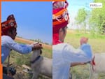 Viral Video: शादी में अड़चन पैदा करने लगे अपने ही लोग, तभी गुस्से में बकरी से शादी कर आया दूल्हा | देखिए वीडियो
