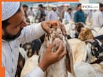Bakrid 2026: कुर्बानी से पहले क्यों गिने जाते हैं बकरों के दांत? जानिए इस्लाम से जुड़ा ये खास नियम