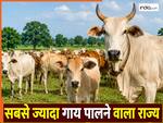 गायों की संख्या किस राज्य में है सबसे ज्यादा, जवाब सुनकर यकीन नहीं कर पाएंगे