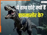 क्यों बडे-बड़े T. Rex डायनासोर के होते थे छोटे हाथ? वैज्ञानिकों ने सुलझा ली 7 करोड़ साल पुरानी मिस्ट्री?