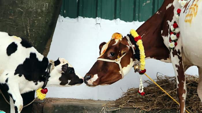 Madras HC bans cow slaughter