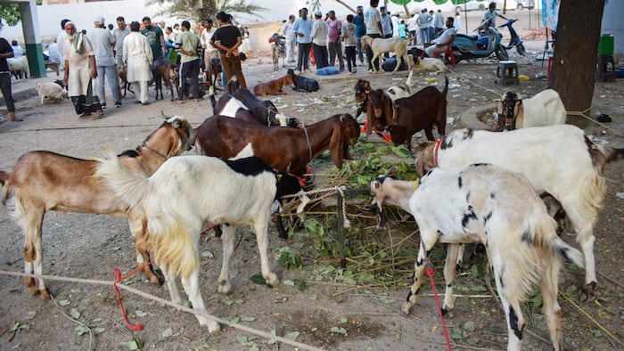 Eid-ul-Adha, Delhi, Uttar Pradesh, Maharashtra, Eid ul Zuha, Bakrid, flag marches, Nashik, Prayagraj, sacrifices, Delhi Police, Ayodhya, Lucknow