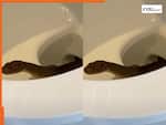 King Cobra Ka Video: टॉयलेट सीट से अचानक निकल आया किंग कोबरा, नजर पड़ते ही छूट गई कंपकंपी | देखें वीडियो