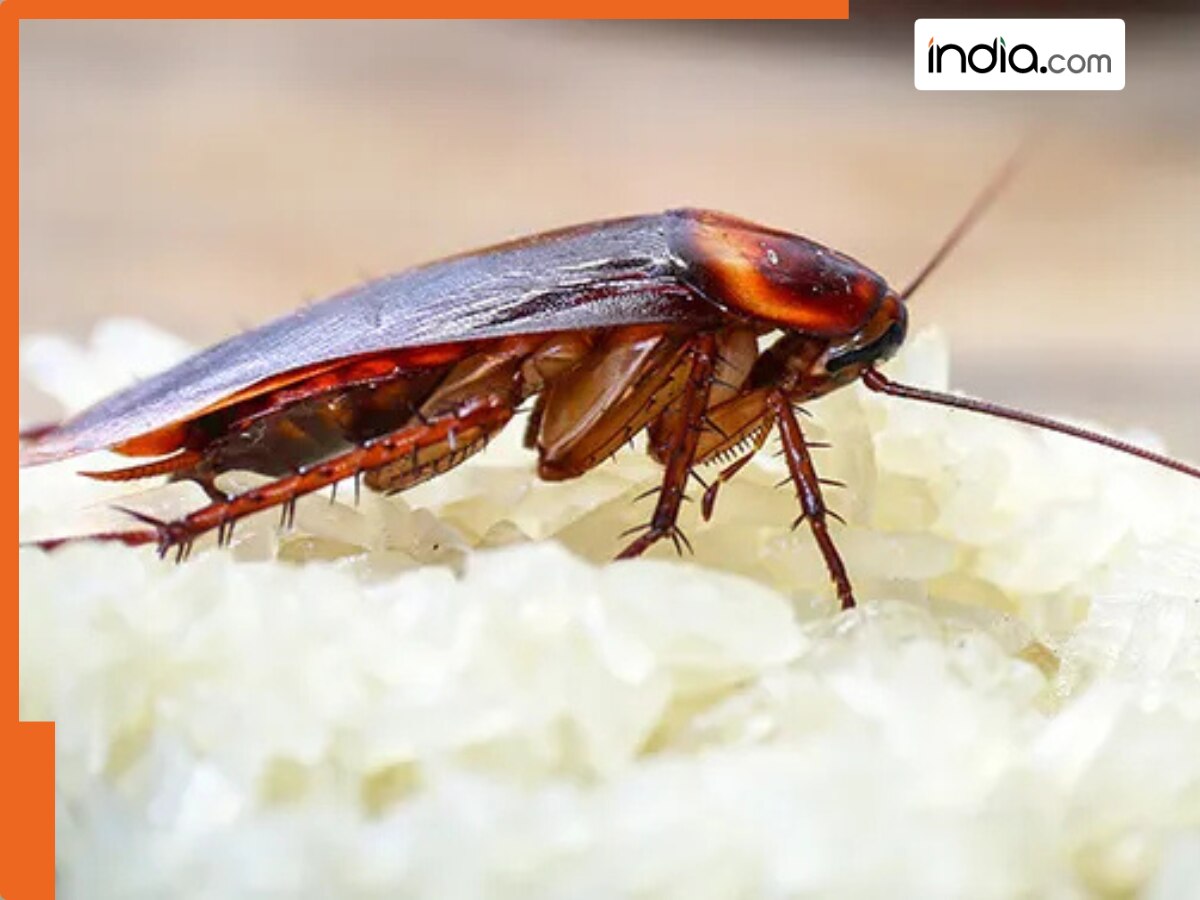 Cockroach Prajati डायनासोर से भी पुराना है Cockroach,जानें 200 दिन की लाइफ में पैदा करता ...