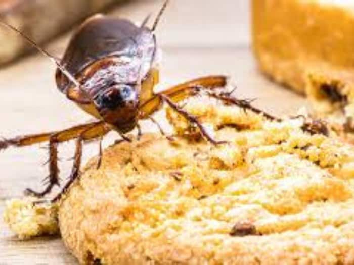 मीठे में क्या खाना पसंद करते हैं कॉकरोच? जवाब सुन आपकी छूट जाएगी हंसी