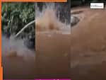 Anaconda Attack Video: पेड़ से अचानक पानी में गिरा विशालकाय एनाकोंडा, मची ऐसी अफरा-तफरी सोच नहीं सकते | देखें वीडियो