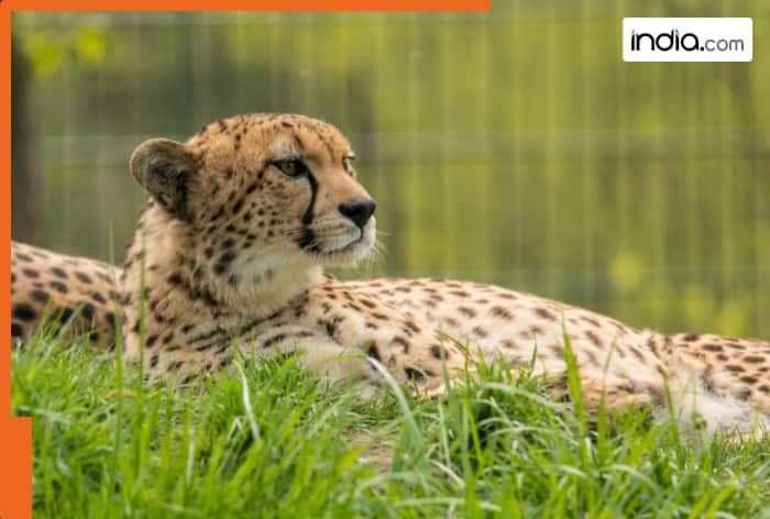 MP strengthens wildlife conservation with new reserves and corridors