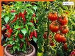 गर्मियों में अपने किचन गार्डन में उगा सकते हैं ये 5 सब्जियां, नहीं पड़ेगी बाजार से लाने की जरूरत