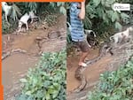 Azgar Ka Video: डॉगी को पकड़कर लीलने लगा अजगर, तभी देवदूत बनकर बचाने आ गया शख्स | देखें वीडियो