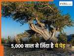 कहां है दुनिया का सबसे पुराना पेड़? वैज्ञानिक दिन-रात कर रहे निगरानी, छिपा है बड़ा राज