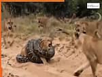 Wild Animal Video: शेरनी की गर्दन पकड़कर मरोड़ने लगा अजगर, फिर आई टीम और यूं लिया बदला | देखें वीडियो
