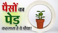 Vastu Tips for Money: मनी मेग्नेंट कहलाता है ये प्लांट, घर में लगाते ही चुंबक की तरह खिंचा चला आता है पैसा