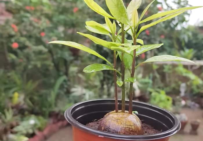 How to grow avocado plant at home