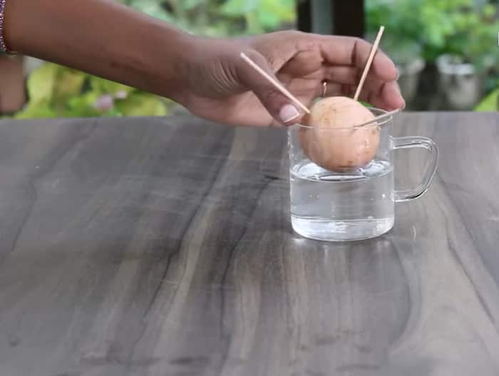 How to grow avocado plant at home