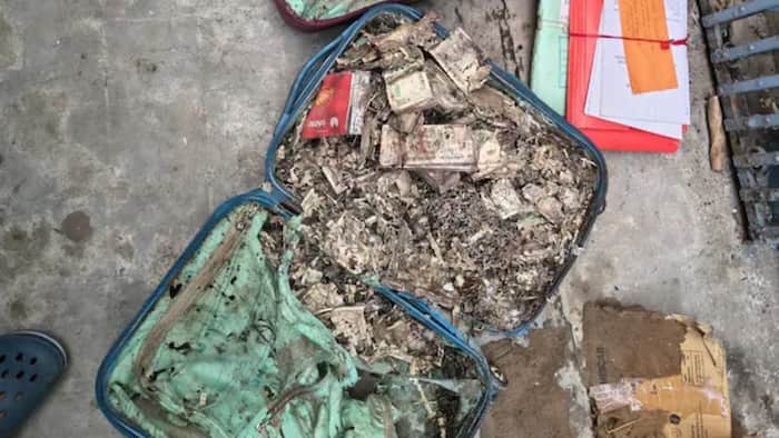 Termites EAT currency