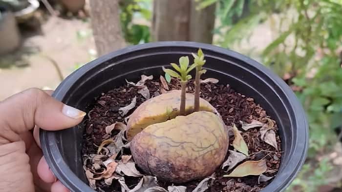 How to grow avocado plant at home