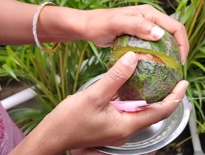 How to grow avocado plant at home