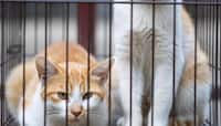 Cat Meat Racket: खाने के लिए चुराईं 400 बिल्लियां, 80 बर्फ में रखी मिलीं, जानें कहां का है मामला