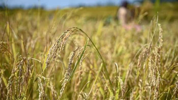 El Nino fears loom: This country witnesses major surge in Rice prices, crops in Bangladesh hit; rates in India to...