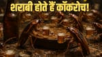 क्या सच में शराबी होते हैं Cockroach? Beer पीना करते हैं बेहद पसंद, चुपके से करते हैं चोरी