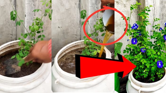 How to make aparajita plant bushy