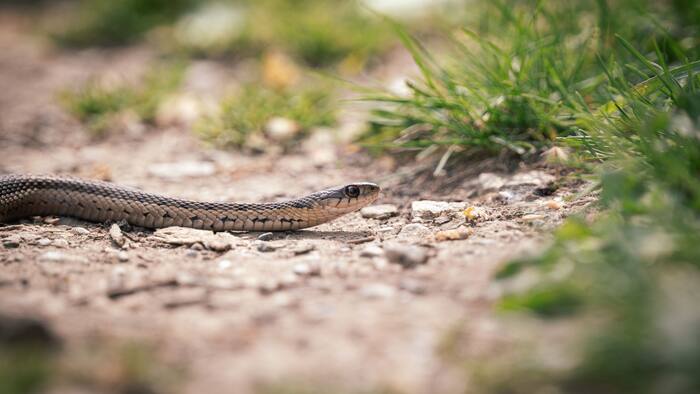 Can a baby snake bite kill you