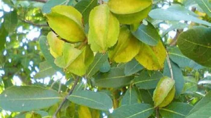How to Grow an Arjuna Tree at Home